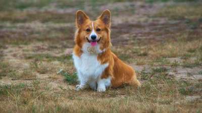 韦尔施科尔吉 柯基犬 宠物 狗 动物 小狗