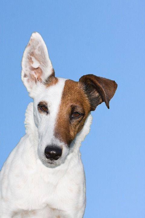 狗 梗犬 猎狐犬 光滑猎狐犬 动物 宠物 可爱的 犬类 蓝色的