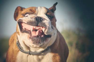 英国斗牛犬 斗牛犬 微笑 动物 肖像 家谱 英语 头 可爱 脸