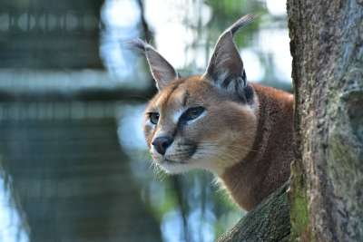 狞猫 猫 捕食者 耳朵 鼻子 语言 小胡子