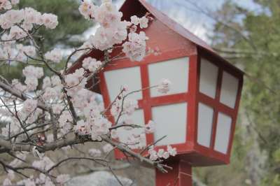 日本 樱花 开花 自然 春天 树 花 亚洲 美丽的