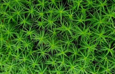 苔藓 星苔 森林植物 森林地面 地被植物 湿的 绿色 植物 森林