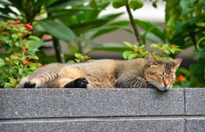 猫 睡猫 放松 休息 动物 松弛 睡觉 宠物 泰国猫 虎斑猫