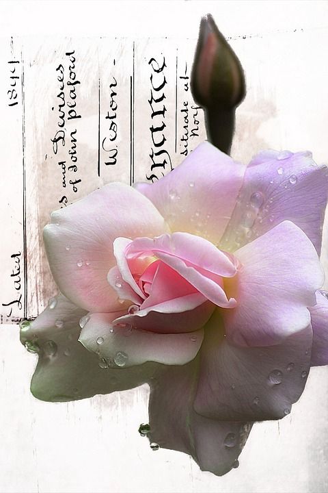 玫瑰 芽 花 美丽的 植物 特写 粉色的 自然 雨滴玫瑰 盛开