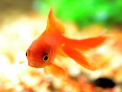 鱼 金鱼 水下 水 海 橙色的 黄色 动物 水族馆 宠物