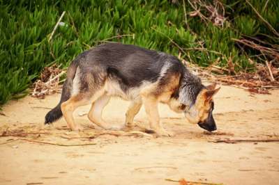 德国牧羊犬 嗅狗 K9 嗅探 狗 犬类 动物 闻 年轻 棕色