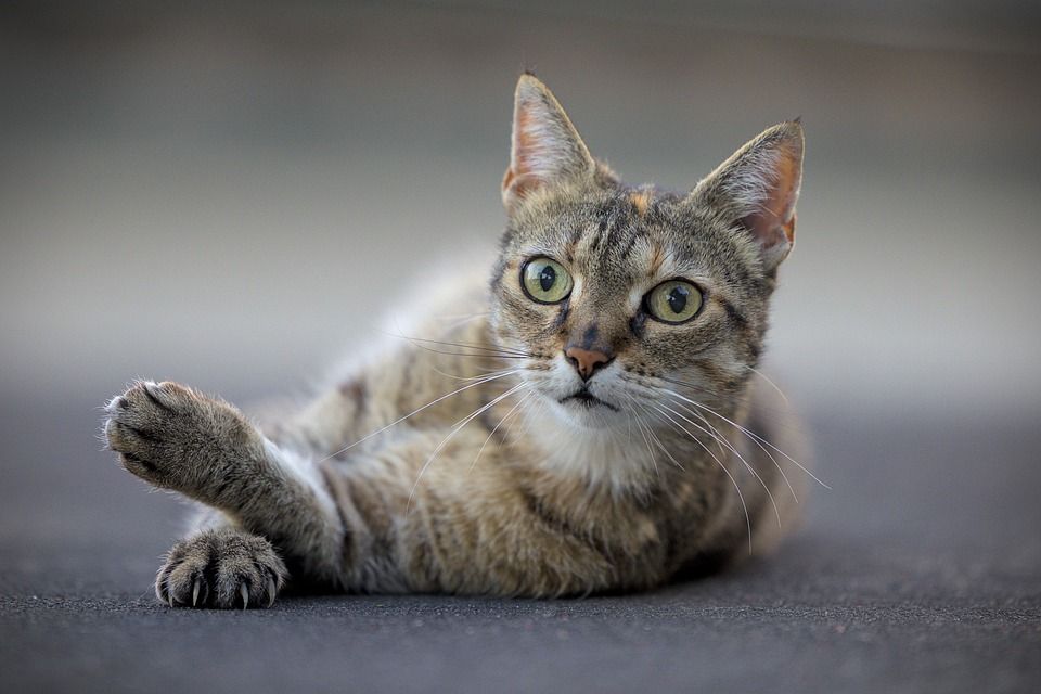 猫, 猫的眼睛, 猫科动物, 宠物, 虎斑猫, 惊讶, 国内的, 国内的猫