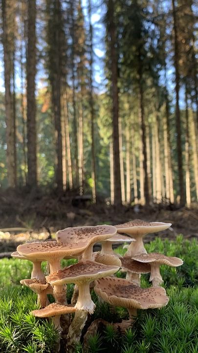 蘑菇, 针叶树, 森林, 自然, 团体, 苔藓, 树木, 秋天