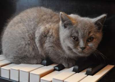 猫 钢琴 小猫 宠物 音乐