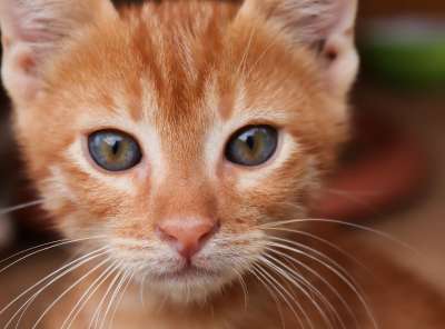 猫 红色的 小的 小猫 脸 猫脸 猫宝宝 关闭 红虎斑 肖像