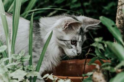 猫 花园 猫科动物 动物 自然 国内动物 户外 国内的猫