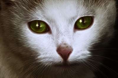 白色的 猫 脸 肖像 可爱猫咪 猫脸 动物 猫的眼睛 宠物