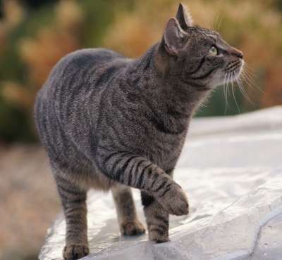 猫 宿醉 精神科 老虎 家畜 动物 鲭鱼 猎人 细心 俏皮的