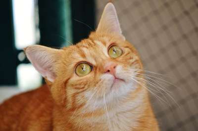 猫 宿醉 红色的 可爱的 鲭鱼 老虎 舒适 动物 家猫 毛皮