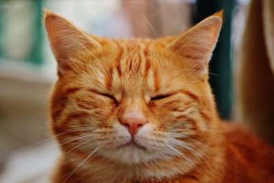猫 宿醉 红色的 可爱的 鲭鱼 老虎 舒适 动物 家猫 毛皮