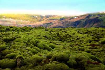 绿色 苔藓 风景 土地 永不永不土地 无尽的景观