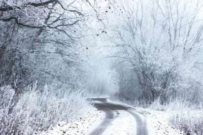 雪 冬天 寒冷的 路 乡村的 农村 树木 灌木丛 森林 自然