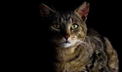 猫 黑暗中的猫 眼睛 凝视 观看 黑暗的 动物 国内的 宠物