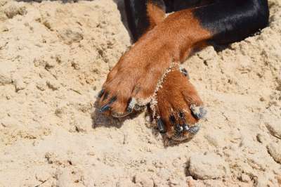 狗 短毛猎犬 爪子 宠物 动物 人类的朋友