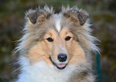狗 母狗 设得兰群岛牧羊犬 小鹿复盖黑 婊子Nayana 纯种狗