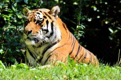 老虎 大猫 捕食者 蒂尔加滕 动物园