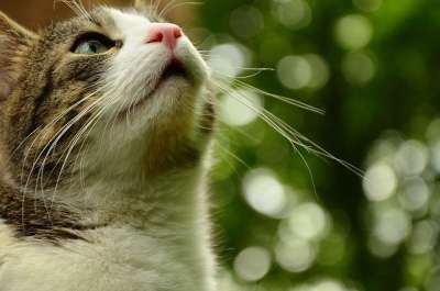 猫 Katzenkopf 猫脸 猫鼻子 晶须 家猫 家畜 脸猫