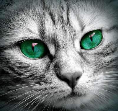 猫 脸 老虎 关闭 眼睛 脸猫 Katzenkopf 家畜 小猫