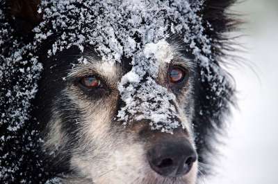 边境 狗 英国牧羊犬 牧羊犬 边境牧羊犬 纯种狗 肖像 雪 老狗