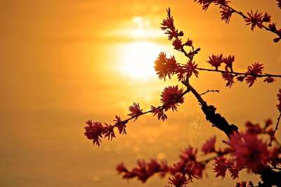 太阳 日落 自然 美丽 花 水 公园 景观 阳光 光 和谐