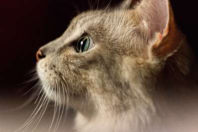 猫 可爱的 胡须 耳朵 绿色 眼睛 鼻子 红色的 鼠 肖像