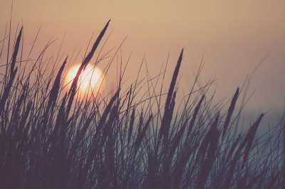 自然 太阳 草 日落 天堂 芦苇 夏天 好天气 景观 场地