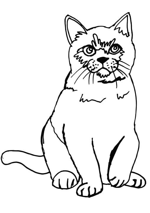 猫 蓬松的 着色页 染色 可爱的 动物 宠物 国内的 毛皮