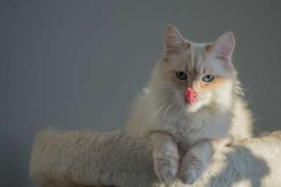 猫 神圣 Birman 动物 品种猫 脸 小胡子 头 家畜 家猫