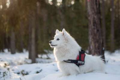 动物 狗 这只狗 品种 犬类 宠物 哺乳动物 冬天 雪 户外