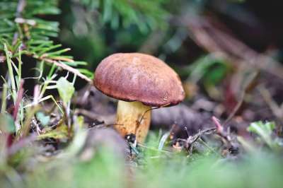 蘑菇 食用菌 Herrenpilz 棕帽 贵族腐 森林蘑菇 收集