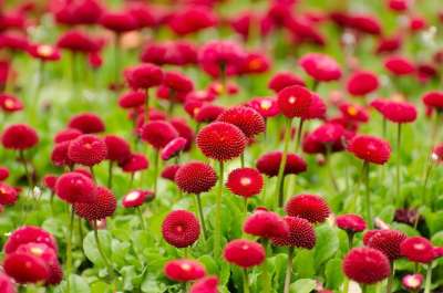 花 红色的 原野 领域的鲜花 红色花 红色花瓣 盛开 开花