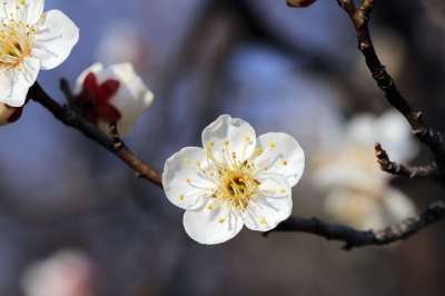 花朵 春天的花朵 李子 梅花 春天 自然 开花 芽 梅花 梅花