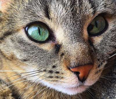 猫 宿醉 老虎 动物的眼睛 晶须 动物 动物肖像 毛皮 猫鼻子