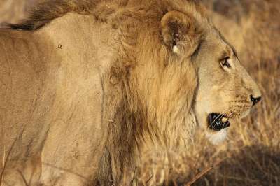 狮子 王 大猫 捕食者 鬃毛 动物 狮子王 国王动物 男性