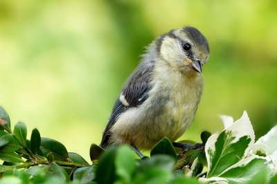 动物 鸟 山雀 蓝雀 Cyanistes 翅鸢 年轻 可爱的 鸣禽