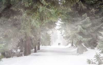 森林 人们 多雾路段 冬天 远足 雪 寒冷的 小路 人 自然