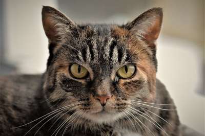 猫 鲭鱼 家猫 猫脸 猫眼 动物 肖像 Katzenkopf