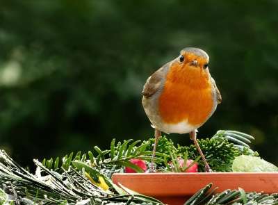 动物 鸟 鸣禽 知更鸟 Erithacus Rubecula 觅食