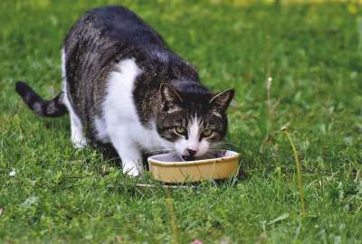 宿醉 猫 家猫 小猫 猫眼 动物 吃下去