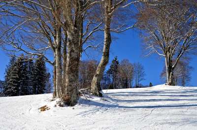 黑森林 滑雪道 儿童山 初学者 爬坡道 自然 雪 冬天 森林