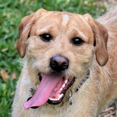 拉布拉多 朋友 狗 户外 宠物 犬类 迷你拉布拉多犬 动物 小狗