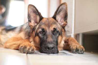 德国牧羊犬 狗 家畜 监护人 置信度 特写