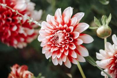 大丽花 花 植物 花瓣 芽 盛开 植物群 花园 自然 特写