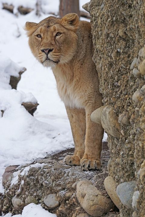 狮子 女性 印度 捕食者 大猫 雪 冬天 寒冷的 动物