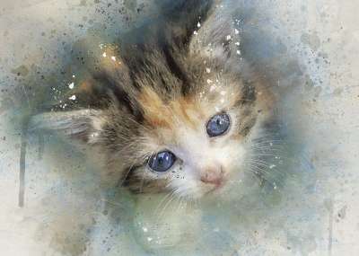 小猫 猫 猫科动物 可爱的 动物 毛皮 基蒂 哺乳动物 毛茸茸